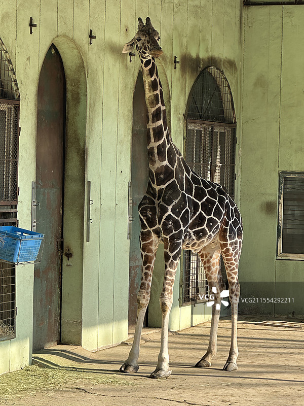 红山森林动物园长颈鹿图片素材