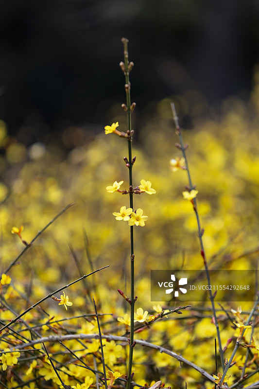 清华 李文正馆 迎春花图片素材