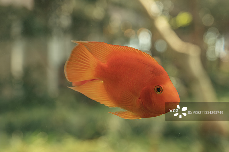 鱼缸中中游动的橙红色金鱼图片素材
