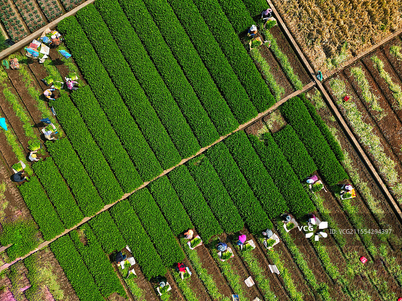 云南玉溪通海万亩蔬菜种植基地图片素材