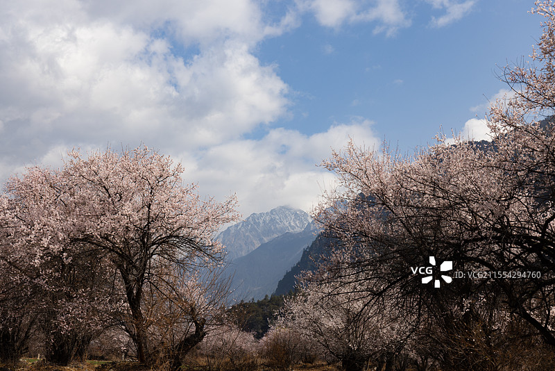 西藏林芝桃花图片素材