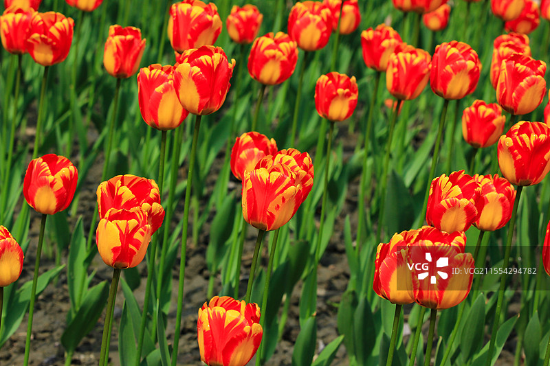 郁金香鲜花实拍背景图片素材
