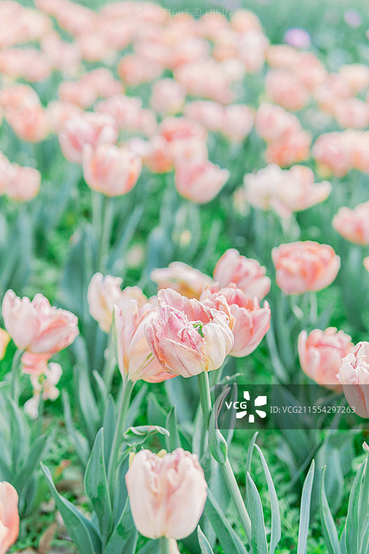 在春天盛开的郁金香图片素材