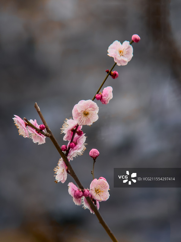 梅枝舞春图片素材