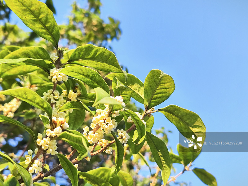 桂花 蓝天下桂花树开花图片素材