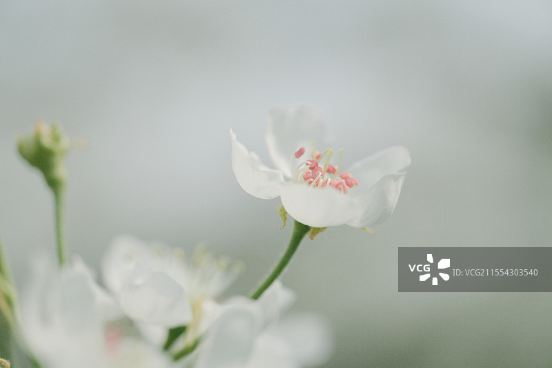 春天，人间四月梨花开。石家庄周家庄人民公社梨园图片素材