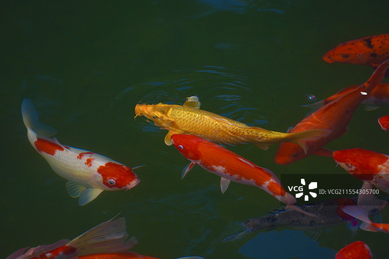 锦鲤在池塘中游泳的高角度视图图片素材