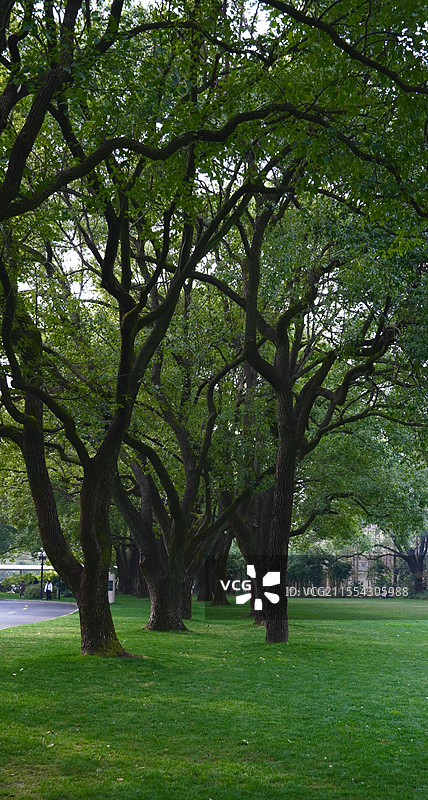 春天里公园里的树无人图片素材