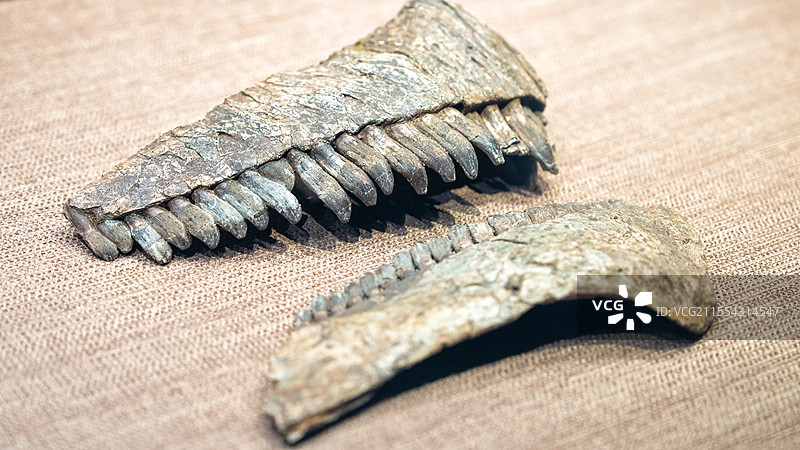 自贡恐龙博物馆的杨氏马门溪龙头骨化石图片素材