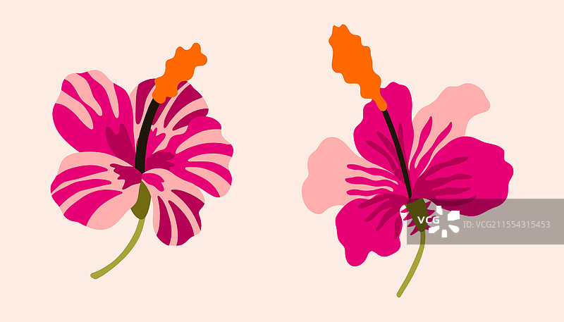 中世纪热带花卉木槿丛林图片素材