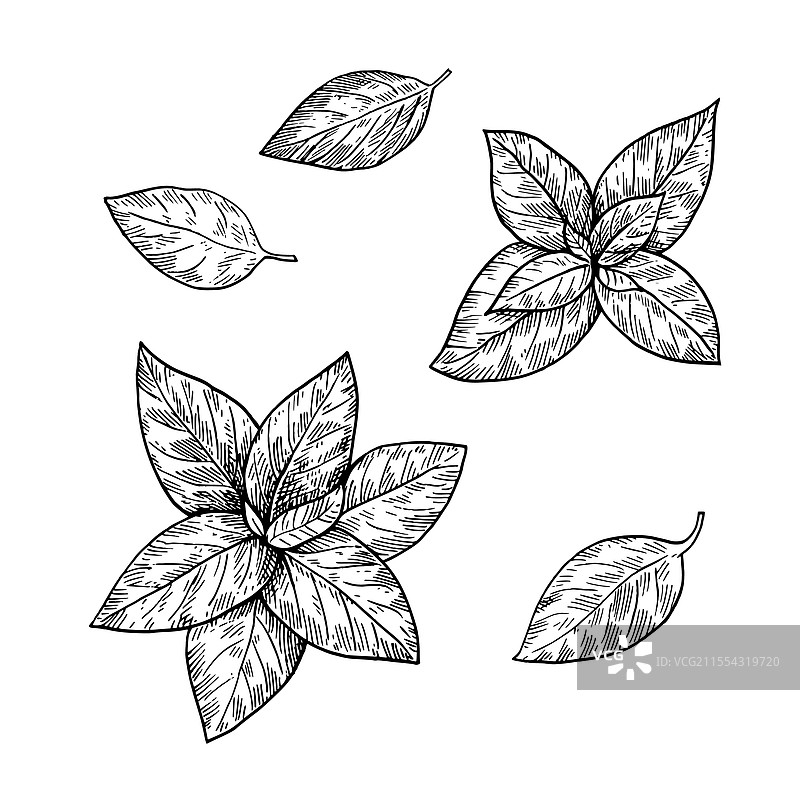 黑白素描风格的罗勒叶图片素材