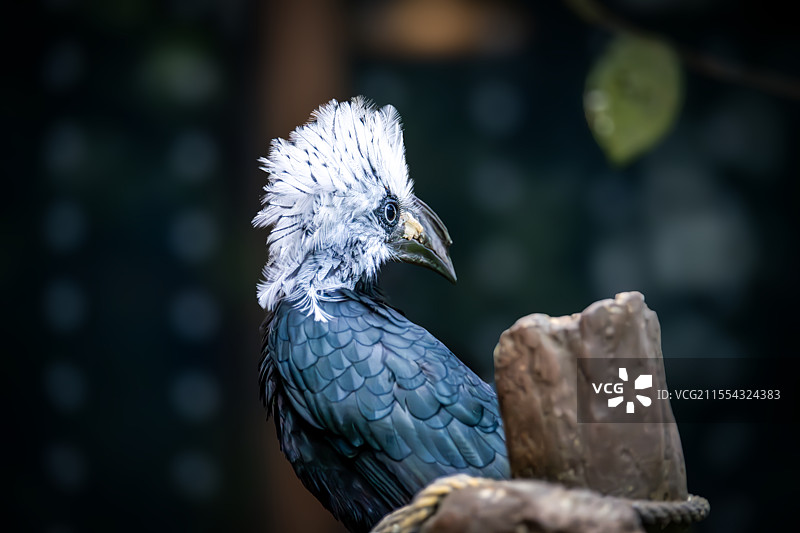 白冠弯嘴犀鸟（Tockus albocristatus）图片素材