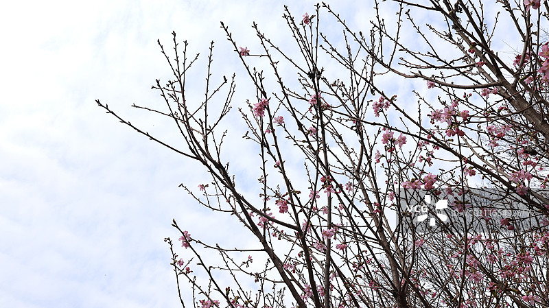 南昌凤凰沟樱花图片素材