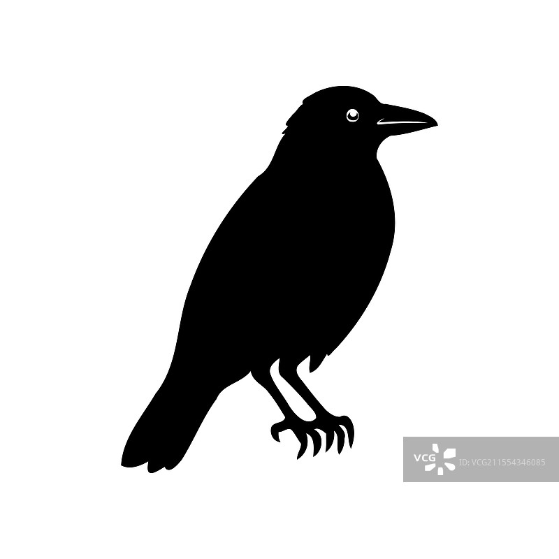 白色背景上的黑色乌鸦剪影图片素材