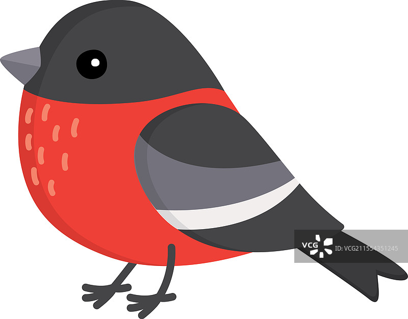 可爱的红腹灰雀鸟孤立在白色背景上图片素材