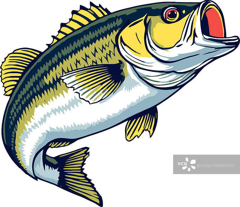 大口黑鲈跳跃并张开嘴巴图片素材