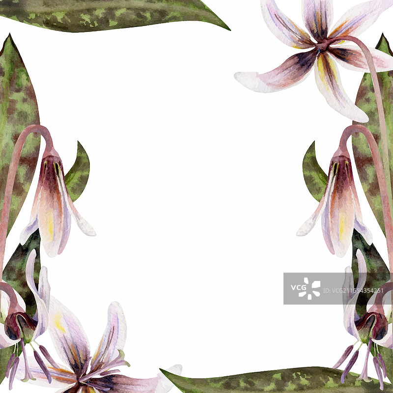 春天的花朵——小鹿鳟百合的花蕾图片素材