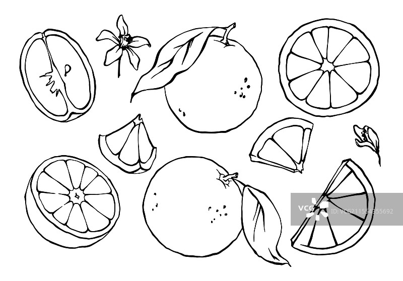 手绘柑橘水果套装：橙子和葡萄柚图片素材
