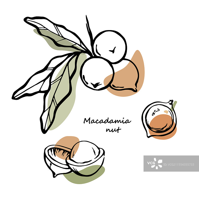 抽象色彩的夏威夷果轮廓图绘图片素材