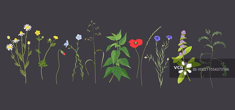 黑色背景上的无割草五月植物集合图片素材