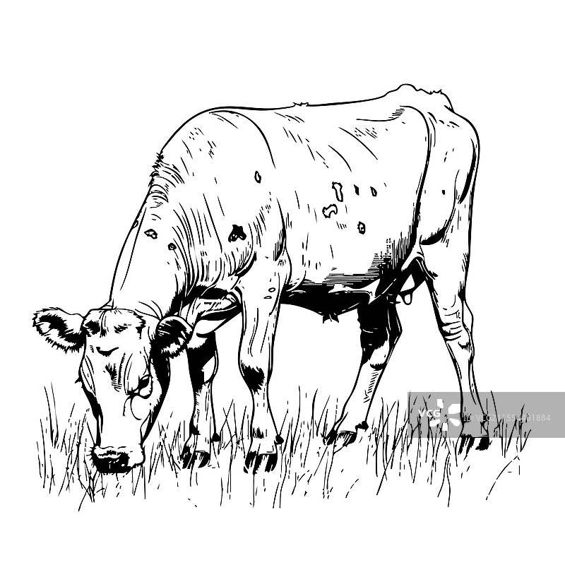 手绘的牛素描，家畜图片素材