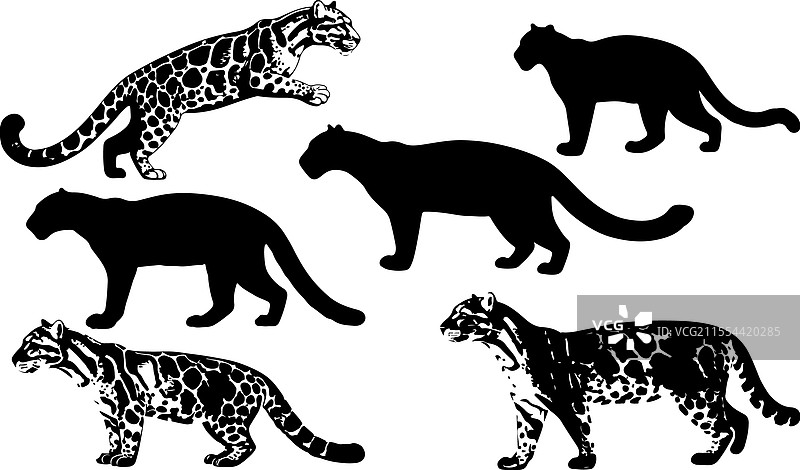 云豹的实心轮廓设计图片素材