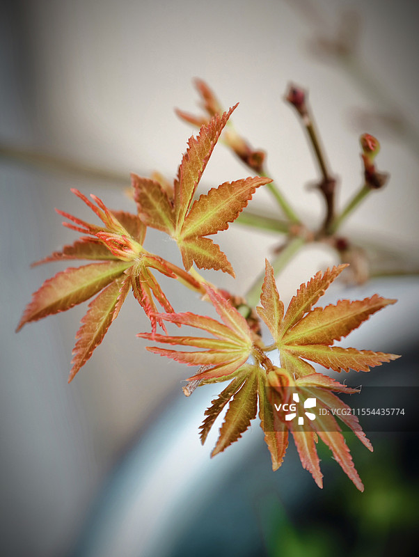 多姿多彩的枫图片素材