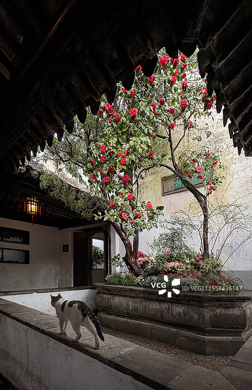 苏州园林，留园，山茶花图片素材