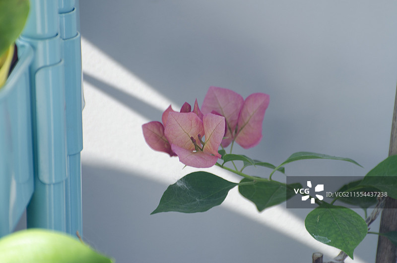 三角梅图片素材