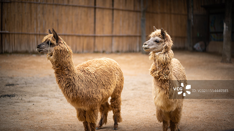 杭州野生动物园图片素材