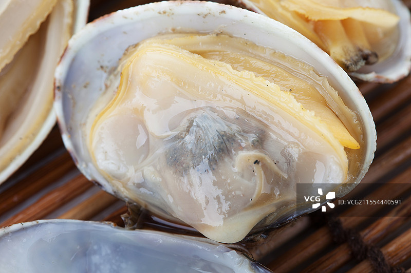 花蛤 海鲜图片素材