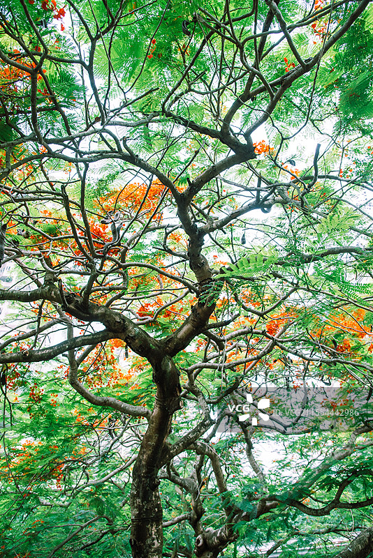 深圳华侨城生态广场凤凰花图片素材