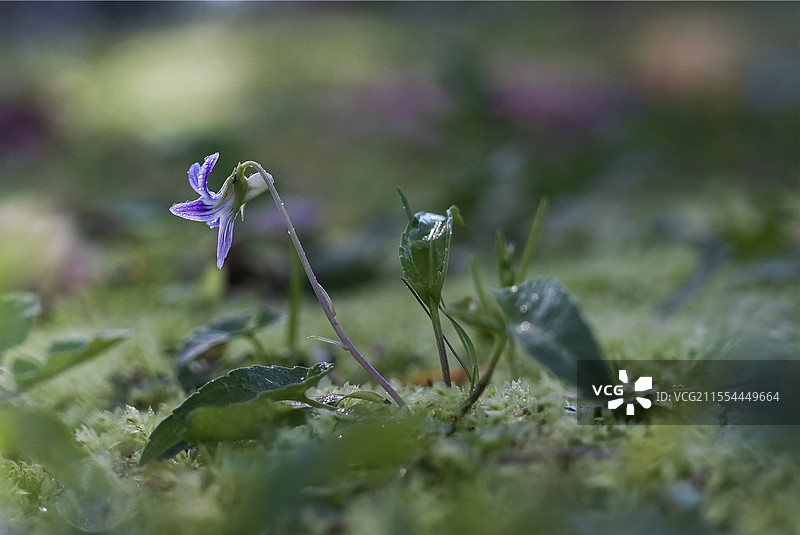 春雨的小野花別有韵味图片素材