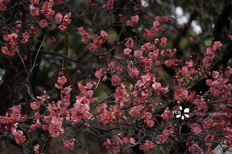 太宰府梅花图片素材