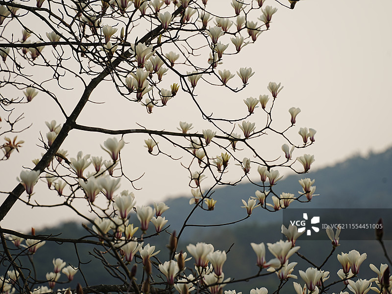 禅意新中式玉兰花与天空 特写图片素材