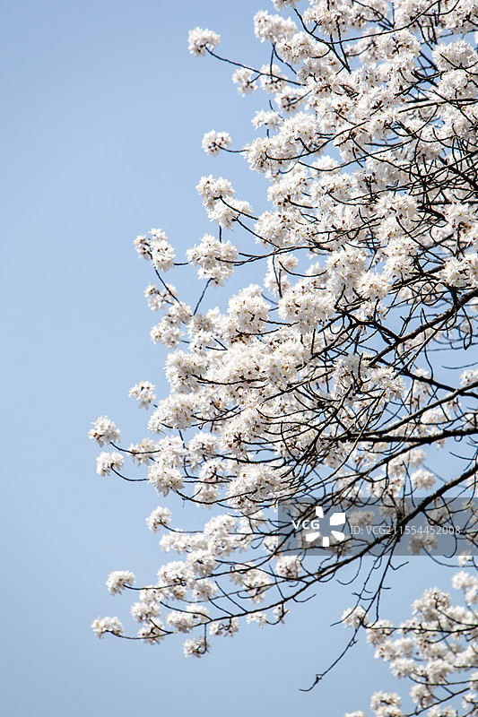 春天晴空下的白色樱花枝头绽放图片素材