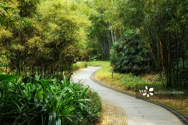 阳光竹林步道图片素材