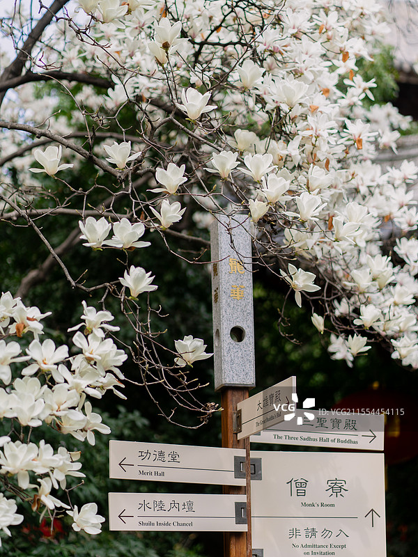 龙华古寺玉兰花图片素材