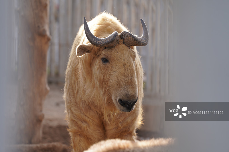 秦岭四宝羚牛图片素材
