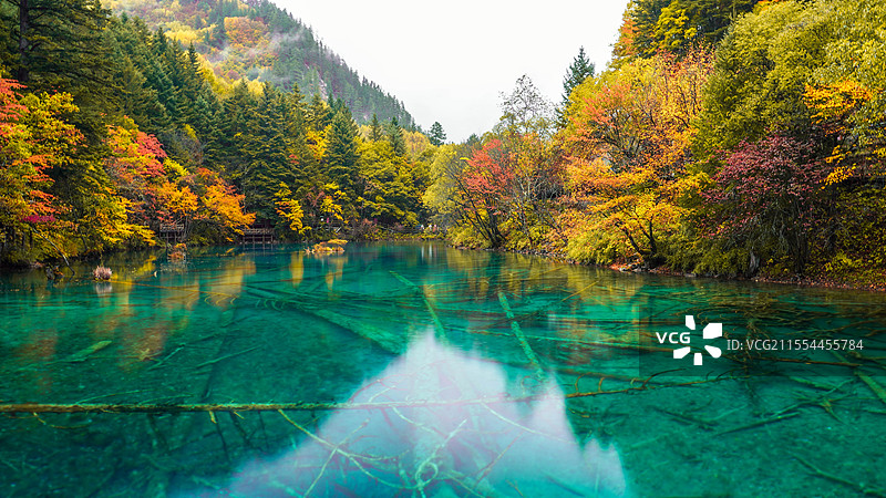 九寨沟秋天五花海边的树图片素材