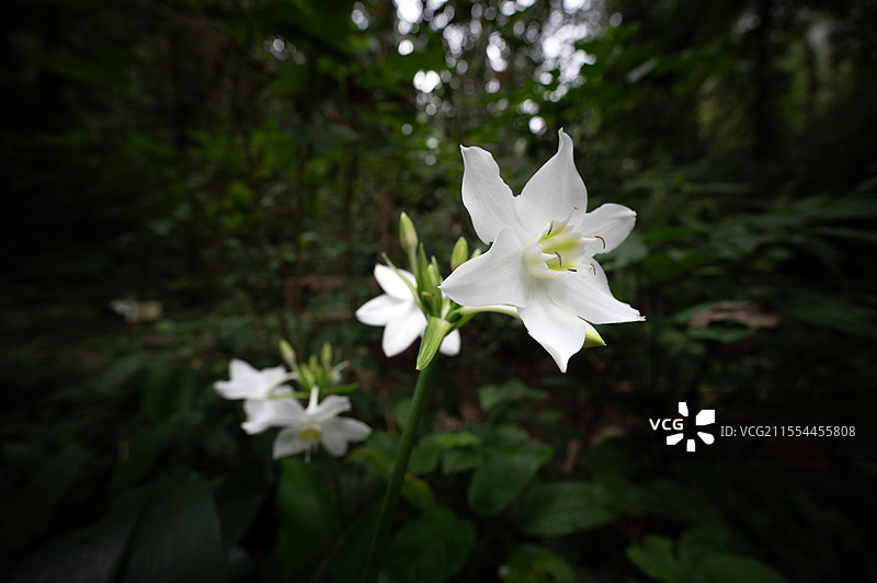 莫里瀑布的白花图片素材