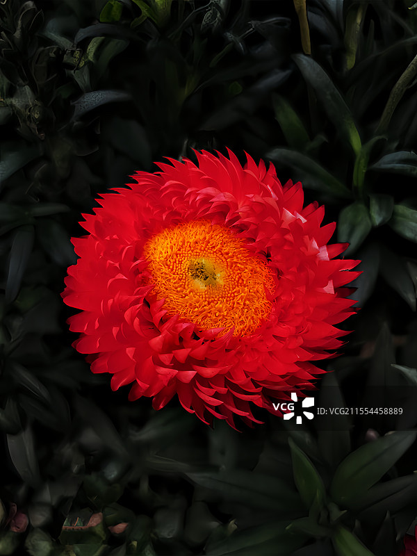 红色麦秆菊图片素材