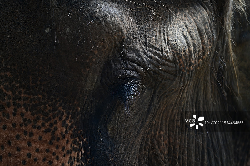 亚洲象的眼睛图片素材