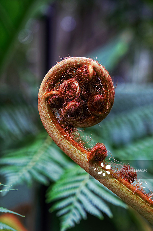 新西兰的银蕨图片素材