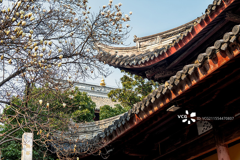 龙华古寺玉兰花开图片素材