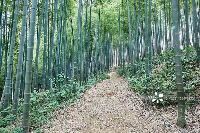 浙江省湖州市安吉中国大竹海景区卧虎藏龙拍摄地竹林密林竹子风光图片素材