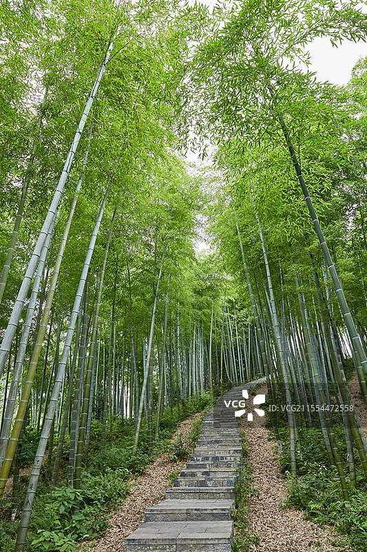 浙江省湖州市安吉中国大竹海景区卧虎藏龙拍摄地竹林密林竹子风光图片素材