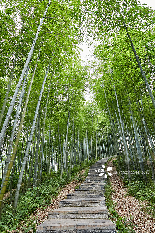 浙江省湖州市安吉中国大竹海景区卧虎藏龙拍摄地竹林密林竹子风光图片素材
