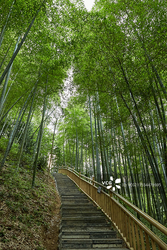 浙江省湖州市安吉中国大竹海景区卧虎藏龙拍摄地竹林密林竹子风光图片素材