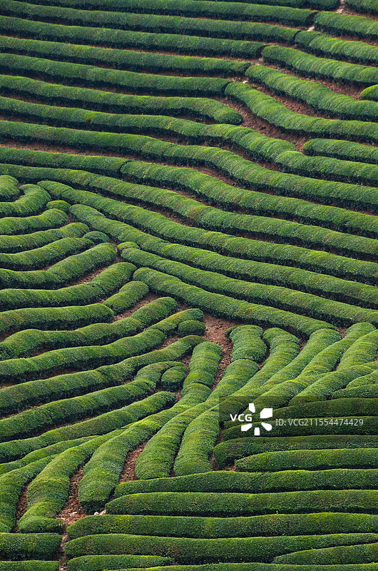 南方的茶场茶园茶田图片素材